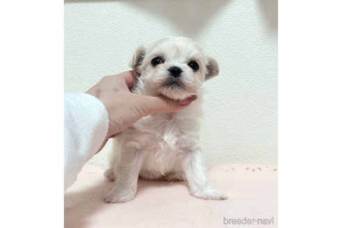 成約済の福岡県のチワマル:チワワ×マルチーズ-279696の10枚目