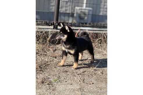 成約済の愛知県の柴犬-284338の3枚目