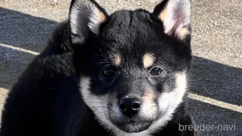 成約済の愛知県の柴犬-284338の1枚目