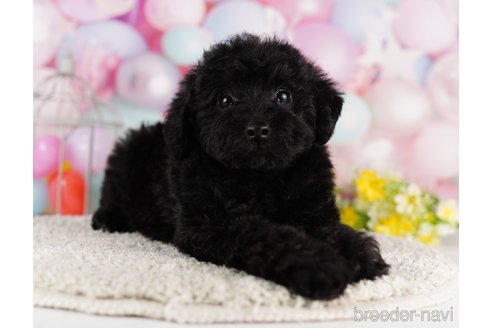 成約済の千葉県のミックス犬-284341の4枚目