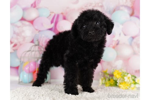 成約済の千葉県のミックス犬-284341の5枚目