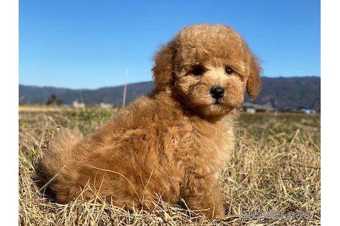 成約済の長野県のトイプードル-284350の5枚目