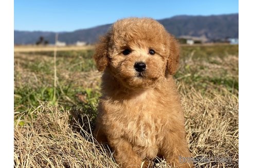 成約済の長野県のトイプードル-284350の3枚目