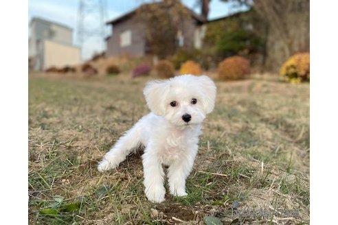 成約済の長野県のマルプー:マルチーズ×トイプードル-284359の2枚目