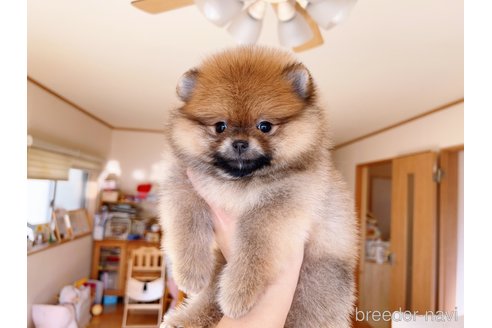 成約済の岐阜県のポメラニアン-281793の11枚目