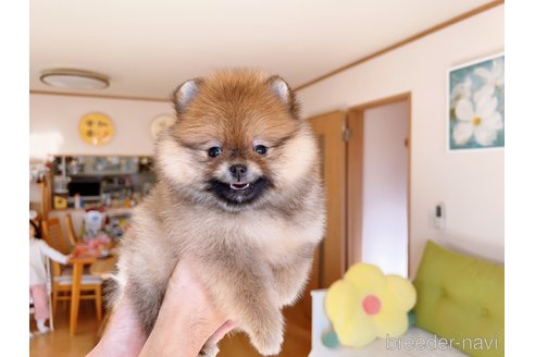 成約済の岐阜県のポメラニアン-281793の10枚目