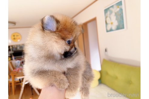 成約済の岐阜県のポメラニアン-281793の12枚目