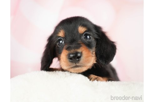 成約済の千葉県のミニチュアダックスフンド(ロングヘアード)-284367の8枚目