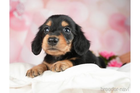 成約済の千葉県のミニチュアダックスフンド(ロングヘアード)-284367の9枚目