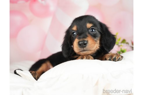 成約済の千葉県のミニチュアダックスフンド(ロングヘアード)-284367の6枚目