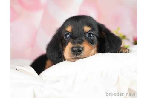 成約済の千葉県のミニチュアダックスフンド(ロングヘアード)-284367の5枚目