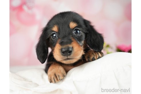 成約済の千葉県のミニチュアダックスフンド(ロングヘアード)-284367の7枚目