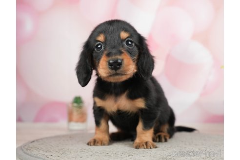 成約済の千葉県のミニチュアダックスフンド(ロングヘアード)-284367の2枚目