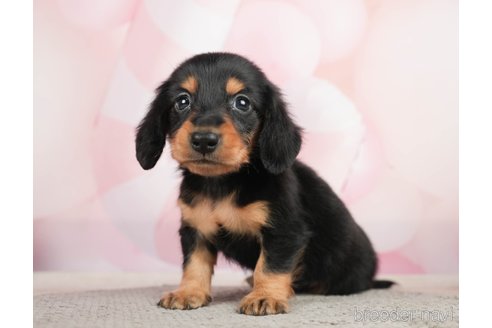 成約済の千葉県のミニチュアダックスフンド(ロングヘアード)-284367の4枚目