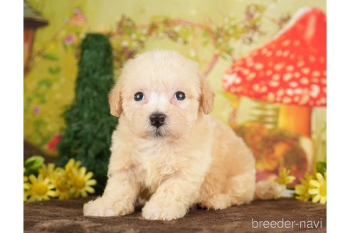 成約済の千葉県のビションプー:ビションフリーゼ×トイプードル-284369の4枚目