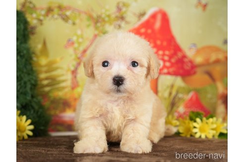 成約済の千葉県のビションプー:ビションフリーゼ×トイプードル-284369の5枚目