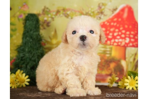 成約済の千葉県のビションプー:ビションフリーゼ×トイプードル-284369の6枚目