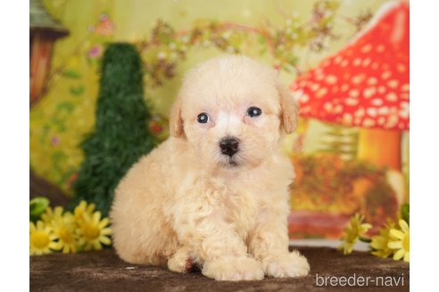 成約済の千葉県のビションプー:ビションフリーゼ×トイプードル-284369の7枚目