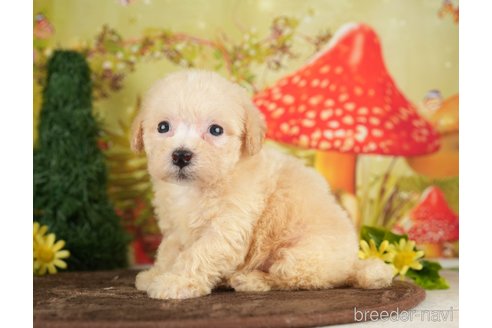 成約済の千葉県のビションプー:ビションフリーゼ×トイプードル-284369の8枚目