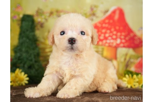 成約済の千葉県のビションプー:ビションフリーゼ×トイプードル-284369の3枚目