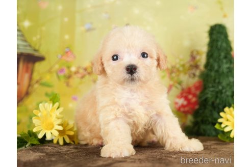 成約済の千葉県のビションプー:ビションフリーゼ×トイプードル-284369の2枚目