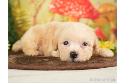 成約済の千葉県のビションプー:ビションフリーゼ×トイプードル-284369