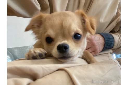 成約済の東京都のチワックス:チワワ×ミニチュアダックスフンド-263110の14枚目