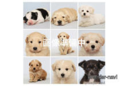 成約済の神奈川県のミックス犬-284394の1枚目