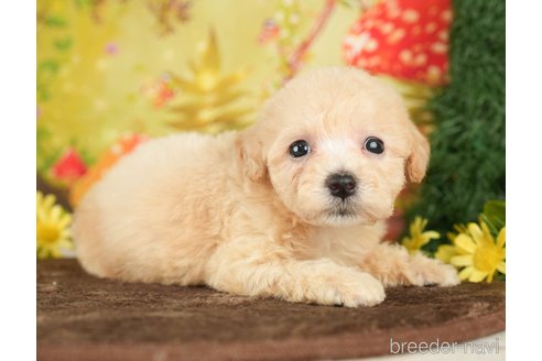 成約済の千葉県のビションプー:ビションフリーゼ×トイプードル-284409の5枚目