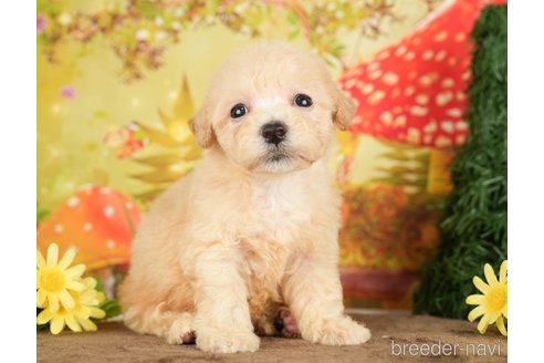 成約済の千葉県のビションプー:ビションフリーゼ×トイプードル-284409の7枚目