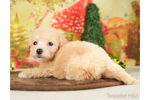 成約済の千葉県のビションプー:ビションフリーゼ×トイプードル-284409の8枚目