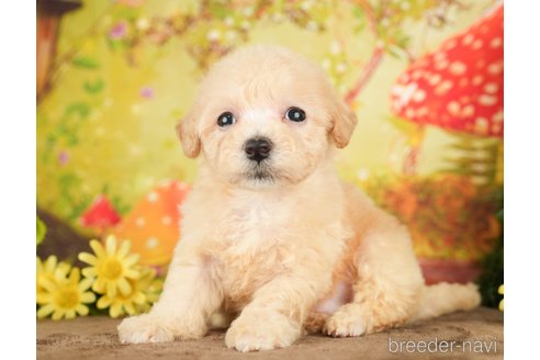 成約済の千葉県のビションプー:ビションフリーゼ×トイプードル-284409