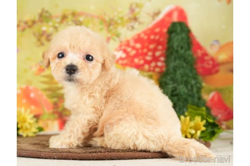 成約済の千葉県のビションプー:ビションフリーゼ×トイプードル-284409の4枚目