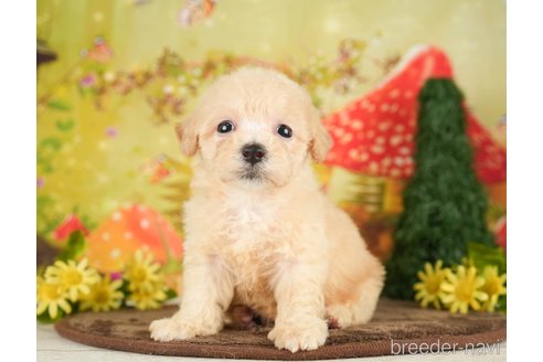 成約済の千葉県のビションプー:ビションフリーゼ×トイプードル-284409の2枚目