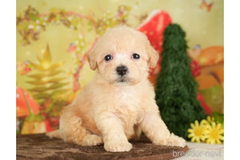 成約済の千葉県のビションプー:ビションフリーゼ×トイプードル-284409の3枚目