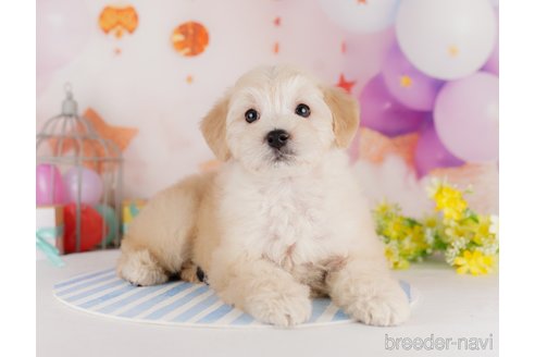 成約済の千葉県のミックス犬-284414の3枚目