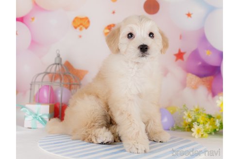 成約済の千葉県のミックス犬-284414の4枚目