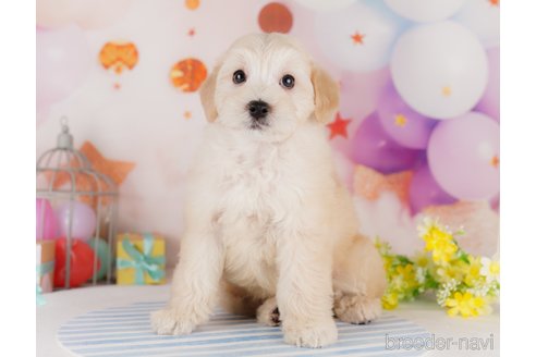 成約済の千葉県のミックス犬-284414の5枚目