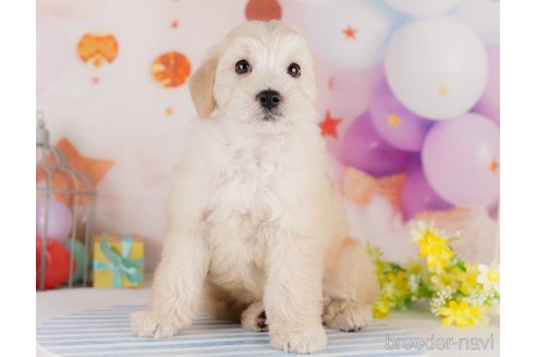 成約済の千葉県のミックス犬-284414の6枚目