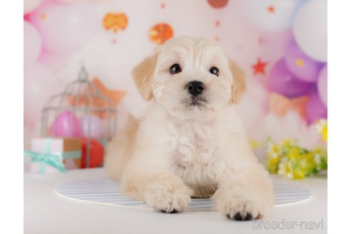 成約済の千葉県のミックス犬-284414の1枚目