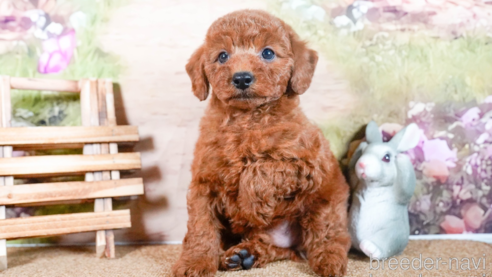 成約済の茨城県のトイプードル-284418の6枚目