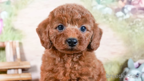 成約済の茨城県のトイプードル-284418の5枚目