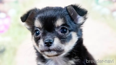 成約済の茨城県のチワワ(ロングコート)-283794の1枚目