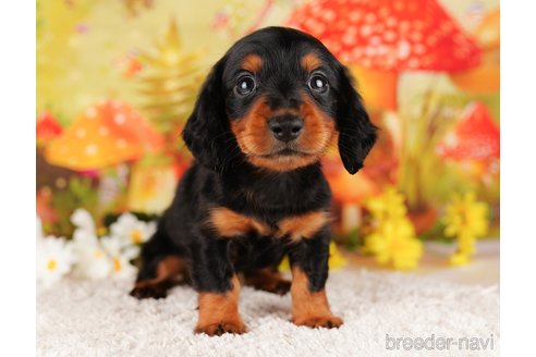 成約済の千葉県のミニチュアダックスフンド(ロングヘアード)-284435の6枚目