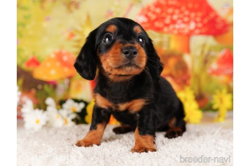 成約済の千葉県のミニチュアダックスフンド(ロングヘアード)-284435の7枚目