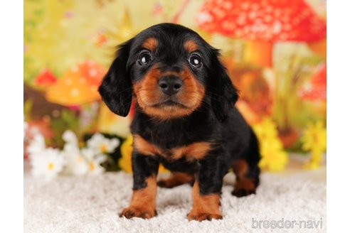 成約済の千葉県のミニチュアダックスフンド(ロングヘアード)-284435