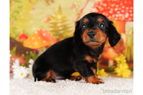 成約済の千葉県のミニチュアダックスフンド(ロングヘアード)-284435の8枚目