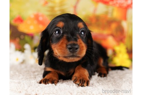 成約済の千葉県のミニチュアダックスフンド(ロングヘアード)-284435の4枚目