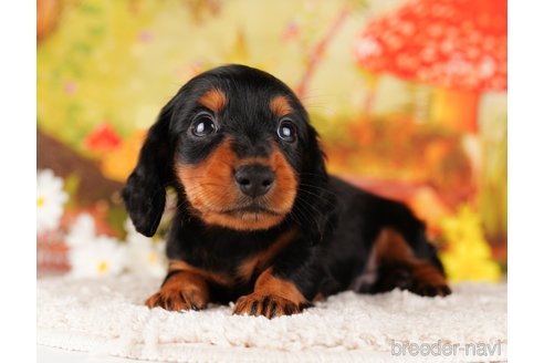 成約済の千葉県のミニチュアダックスフンド(ロングヘアード)-284435の5枚目