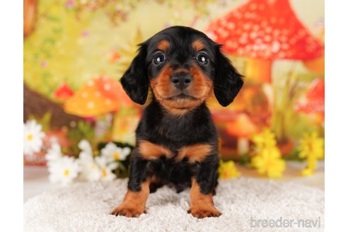 成約済の千葉県のミニチュアダックスフンド(ロングヘアード)-284435の2枚目